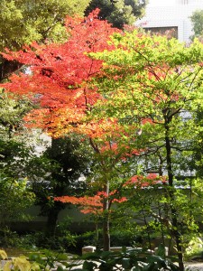 旧古河庭園4