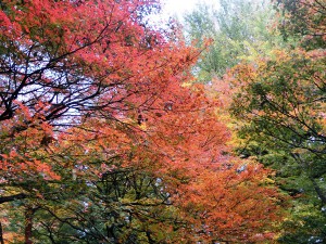 六義園7