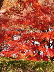昭和記念公園