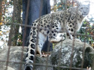 ユキヒョウ