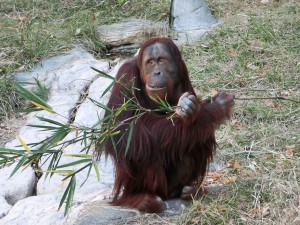 オランウータン