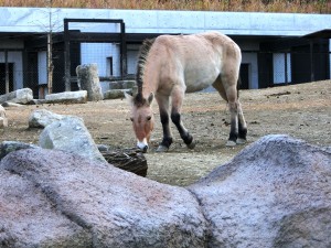 モウコノウマ