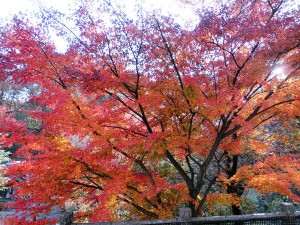 紅葉