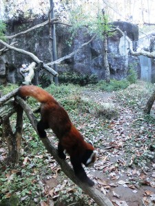 レッサーパンダ