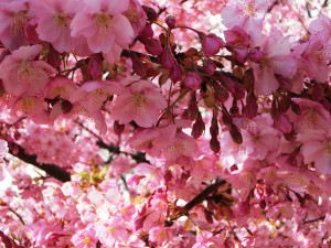 河津桜3