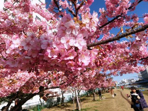 河津桜