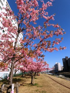 河津桜２