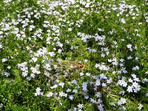 北の丸公園3