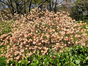 北の丸公園