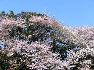 北の丸公園4