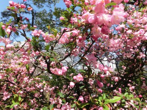 北の丸公園5