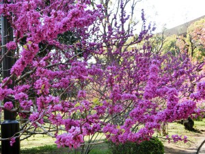 北の丸公園2