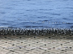 海ほたる2
