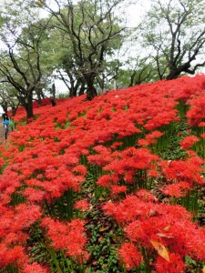 曼珠沙華２