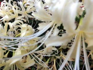 曼珠沙華5
