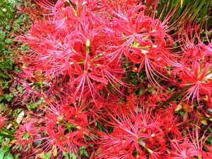 曼珠沙華3