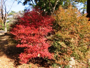 八柱霊園