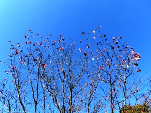 八柱霊園3