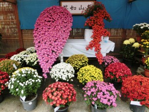 菊4