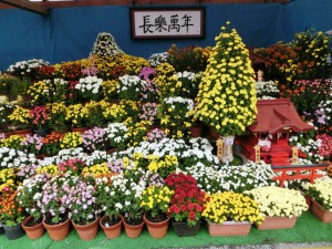 菊3