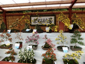 菊6