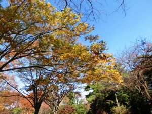 八柱霊園2