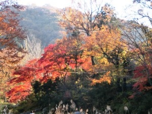 嵐山渓谷3