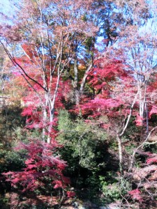 嵐山渓谷2