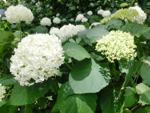 紫陽花2