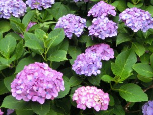 紫陽花2