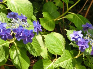 紫陽花5