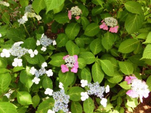 紫陽花4