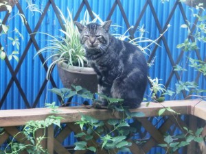 野良猫?