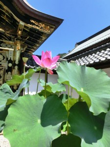 蓮の花2