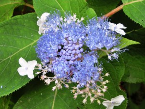 玉紫陽花3