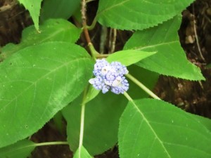 玉紫陽花2