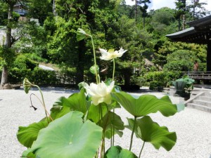蓮の花4