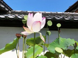 蓮の花3