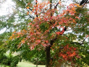 紅葉3