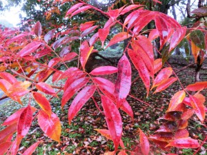 紅葉4