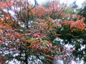 紅葉2