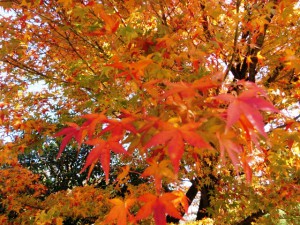 紅葉2