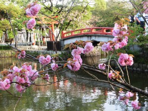 鶴岡八幡宮３