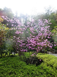 長谷寺2