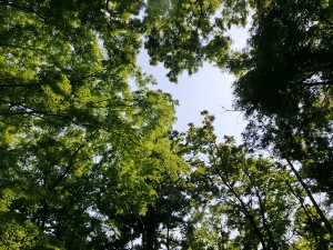 高尾山3